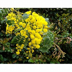 アカシア：スペクタビリス5～5.5号ポット