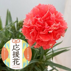 カーネーション：サキーネ応援花（バレンシア）3.5号ポット