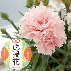 カーネーション：サキーネ応援花（ペールピンク）3.5号ポット