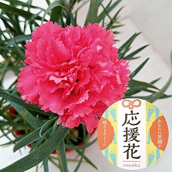 カーネーション：サキーネ応援花（マミーピンク）3.5号ポット