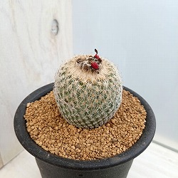 サボテン：マミラリア　鶴の子丸　3号鉢植え