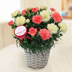 園芸ネット本店｜[送料無料][2023年遅れてごめんね 母の日ギフト