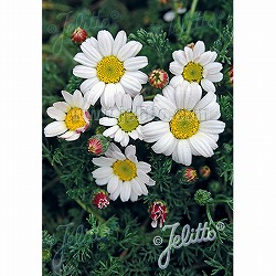 アナキクルス・シルバーキス3号ポット 2株セット