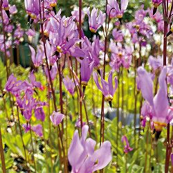 ドデカテオン：メイディア薄ピンク3号ポット 2株セット