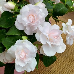 インパチェンス：シルエット アップルブロッサム3.5号ポット*