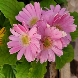 [26年3月中下旬予約]ミニガーベラ：ナカノセレクション ピンク系3号ポット