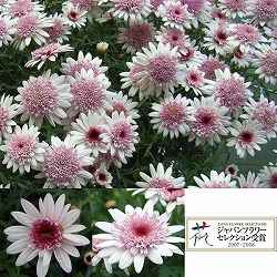 マーガレット：あずきちゃん3.5号ポット 6株セット