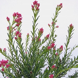 ライスフラワー・ロイヤルピンク3.5号ポット 2株セット