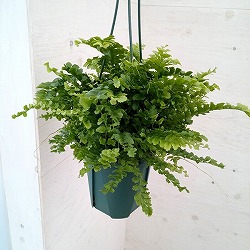 ネフロレピス：ポンポン　5号吊鉢植え