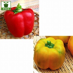 [送料無料]フルーツパプリカ（カラーピーマン）セットおまかせアソートミックス3号ポット28株セット