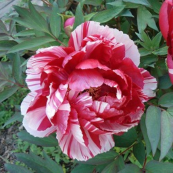 牡丹（ぼたん）：島錦（しまにしき）7号鉢植え花芽2本立ち*