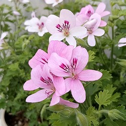 ニオイゼラニウム：プリンスオブオレンジ5号鉢植え