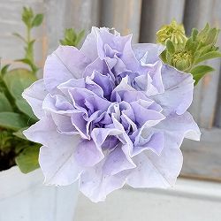 [送料無料]ペチュニア：パニエ ライトブルー3.5号ポット 12株セット