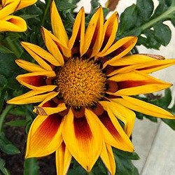 [26年3月中下旬予約]ガザニア：ニューデイ レッドストライプ3-3.5号ポット