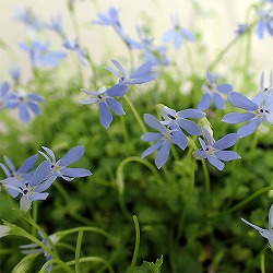 ロベリア：ブルーニンフ3.5号ポット