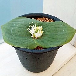 マッソニア：ブレダスドルペンシス　3号鉢植え