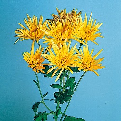 [26年4月上旬予約]食用菊：秋の恵（黄） 2.5号ポット 12株セット