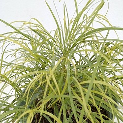 アカシア：コグナータ　イエローテイル 3.5号鉢植え