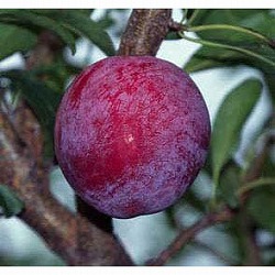 スモモ（プラム）：ブラックキング4-5号ポット