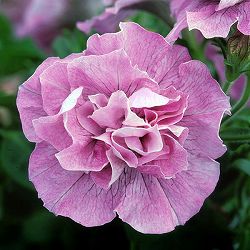 [26年4月上旬予約]ペチュニア：ビバダブル　アンティークピンク3.5号ポット