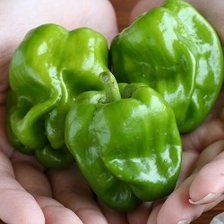 [26年4月下旬予約]越後野菜：かぐらなんばんの苗自根苗3号ポット 6株セット