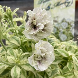 園芸ネット本店｜ペチュニア（斑入り）：アーシュマリー3.5号ポット の