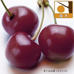 サクランボ：サミット4～5号ポット＊