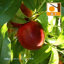 モモ(桃）：早生ワッサー4.5号ポット