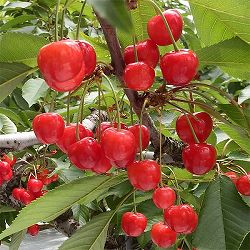 サクランボ：紅きらり4～5号ポット