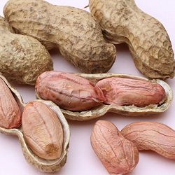 [26年4月下旬予約]落花生（らっかせい）：おおまさりネオ(R)3号ポット苗(PVP) 6株セット