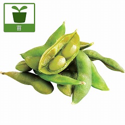 枝豆：香り茶豆（かおりちゃまめ）3号ポット苗 2株セット
