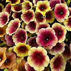 ペチュニア：ファンハウス　ピーチメルバ3.5号ポット 3株セット