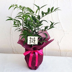 [送料無料][2024年 父の日ギフト][予約]梛（ナギ）の木　4号陶器鉢植え ラッピング付