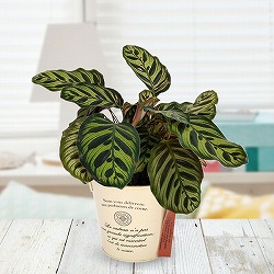 フィロデンドロン　セローム3 フィロデンドロン セローム3