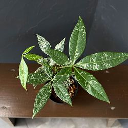 パキラ：グラブラ　斑入り（実生株）　2.5号