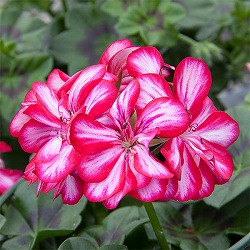 アイビーゼラニウム：ロイヤル　キャンディチョック5号鉢植え