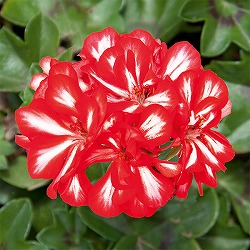 アイビーゼラニウム：ロイヤル　スイートキャンディ5号ポット