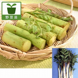 [26年3月中下旬予約]山ウド（ヤマウド・山独活）3号ポット2株セット