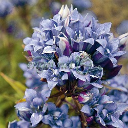 リンドウ:ササリンドウ 八重咲き スターライト 3.5号ポット 2株セット