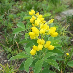 センダイハギ（バプティシア・先代萩）：黄花3号ポット