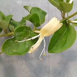 ロニセラ(ハニーサックル）：クリーム5号鉢植え