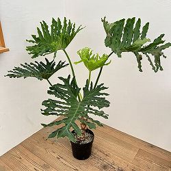 フィロデンドロン：セローム（幹上がり）　7号鉢植え