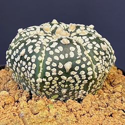 アストロフィツム：スーパー兜（かぶと）実生株　2.5号鉢植え