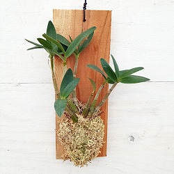 デンドロビウム：キンギアナムコンパクタム　板付け