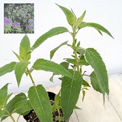 ベルガモット:ワイルド3号ポット 6株セット