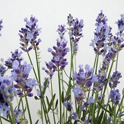 イングリッシュラベンダー：かほり4号鉢植え