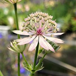 アストランティア：ローマ5号鉢植え