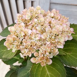 アジサイ：君の名は（きみのなは）3-3.5号ポット