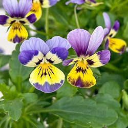 見元園芸さんのビオラ：クリームソーダ3-3.5号ポット 24株セット