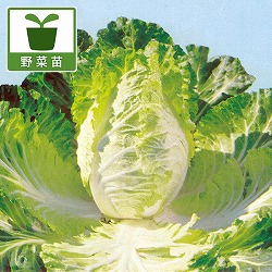 [26年8月下旬予約]ハイブリッド野菜キャベサイ苗3号ポット 12株セット